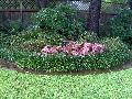 Carolyn Whorton Caladium / Caladium bicolor 